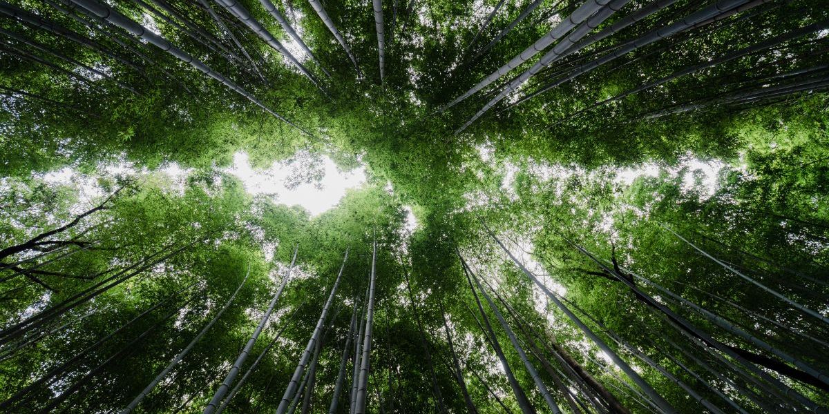 forest-image