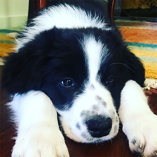 Arlo