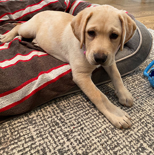 Pippa