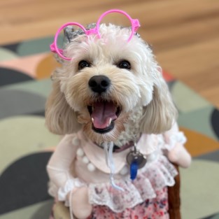 Pup Penny in her uniform